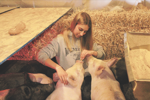 Sophomore Sam Hartman feeds crackers to pigs at Historic Wagner Farm. Hand-feeding is a way for caregivers to bond with pigs. Hartman joined the Glenview Clovers 4-H club at  Historic Wagner Farm where she trained, cleaned and cared for a pig during the summer until it was auctioned off. Photo by Cailyn Kelsen
